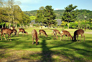 日本奈良公園1